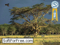 Скачать программа Дерево жизни –  Анимированная Заставка бесплатно