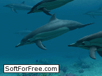 Скачать программа Dolphins 3D Screensaver бесплатно