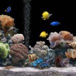 Скачать программа Marine aquarium бесплатно