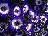 Free Gorgeous Flowers Screensaver 1.0
